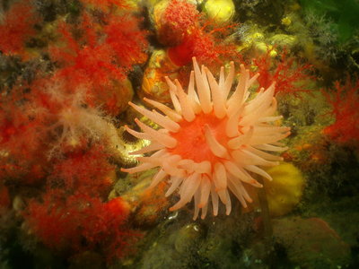 PICT6751-crimson-anemone-surrounding-cucumbers-closer.JPG