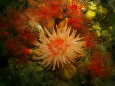 PICT6748-crimson-anemone-surrounding-cucumbers-closer.JPG