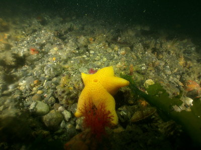 PICT8830-yellow-cushion-star.JPG