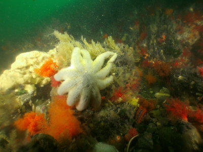 PICT8865-yellow-sponge-brittle-star-cucumbers-albino-stimpson-sun-star.JPG