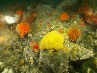 PICT6710-yellow-sponge.JPG