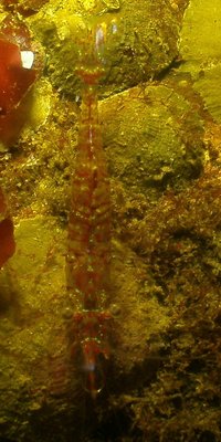 PICT7749-ala-candy-stripes-shrimp-Tytlow-zoom.jpg