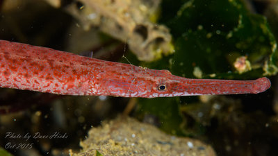 Pink Pipefish