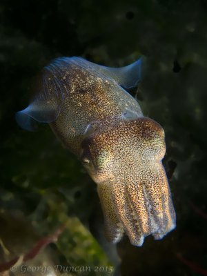 Opalescent Stubby Squid.jpg