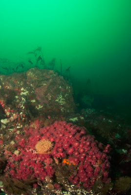 Fields of brooding anemones at Davidson Rock