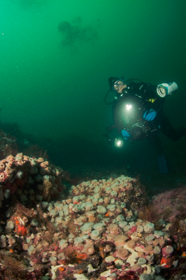 Fields of brooding anemones at Davidson Rock