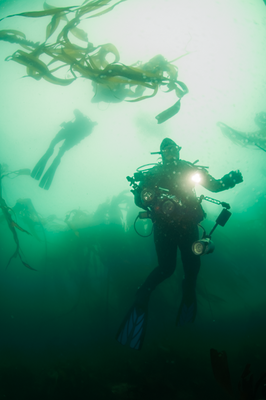 Swirling kelp at Swirl Reef