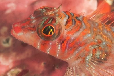 longfin_sculpin.jpg