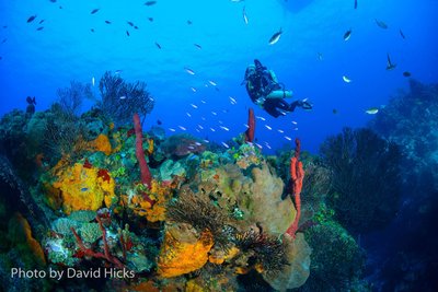 Excellent condition of the Walls and Reefs in Grand Cayman.