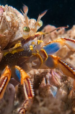 Colorful hermit crab at SWSP
