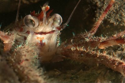 Squat lobster