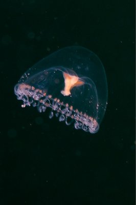 Tiny jellyfish