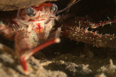 Happy Squat lobster