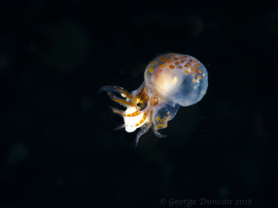 Tiny Hatched Giant Pacific Octopus.jpg