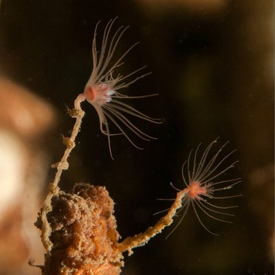 I found a couple pink mouth hydroids.  This is not a great PMH shot, but I uploaded it to show what look like cool little amphipod nests growing on the stem