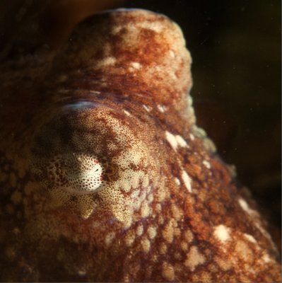 I only saw one curious Octo but he really liked the camera and we had a bit of a staring contest. I think he won. :)