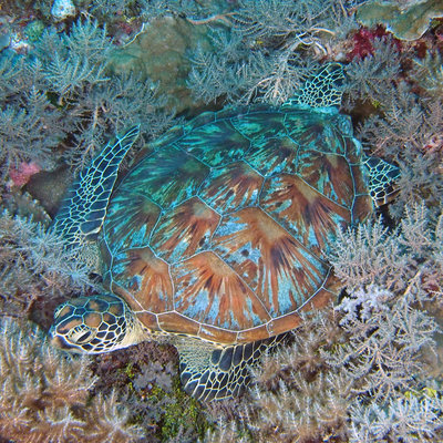 04 Green Sea Turtle.jpg
