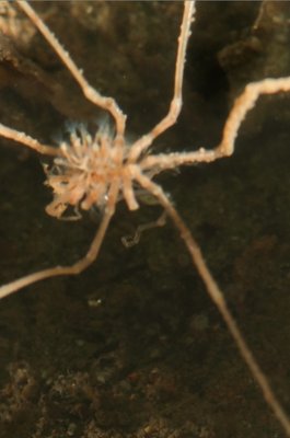 A Sea Spider with some strange growths