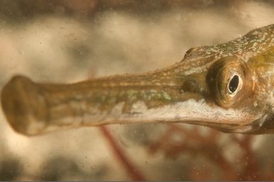 pipefish.jpg