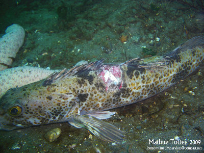 Wounded Lingcod.jpg