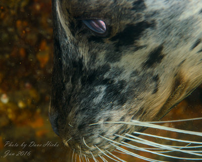Harbor Seal whisker shot!