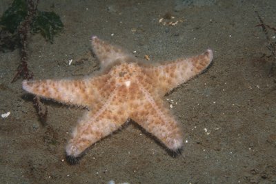 Pisaster brevispinus juv.jpg