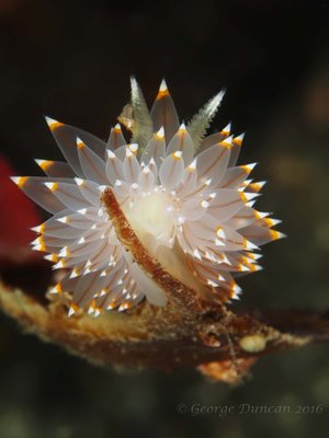 Janolus Nudibranch.jpg