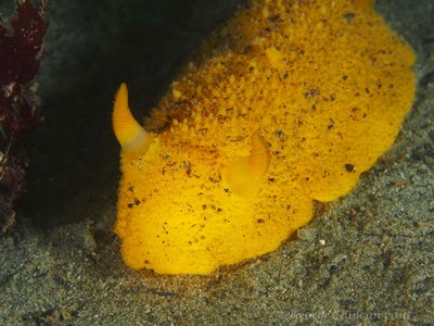 Lemon Peel Nudibranch.jpg