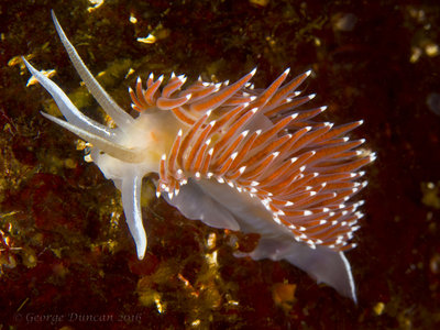 Flabellina Trophina Nudibranch.jpg