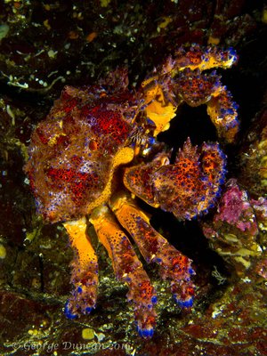 Puget Sound King Crab.jpg