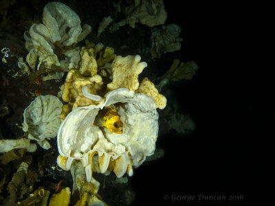 Quillback Rockfish in Cloud Sponge.jpg