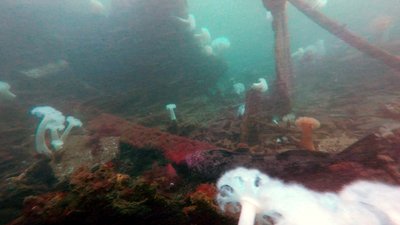 BiggestLingCod1.jpg