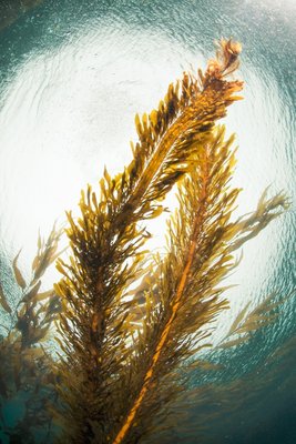 Boa kelp twirling in the surge.  Note the rain on the surface