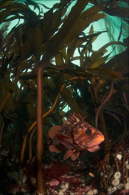 Rockfish hiding in the kelp