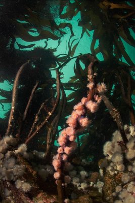 Brooding anemones!