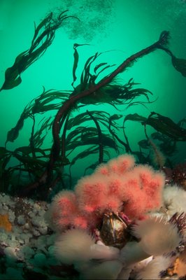 Surreal red soft coral