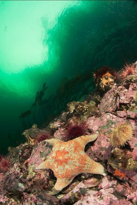 A leather star feeding on a current swept passage