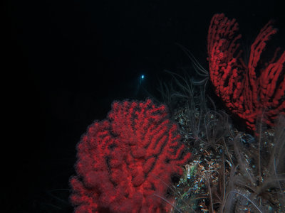 My dive buddy Chris's video light can be seen above me at 130ft. The vis was unbelievable!