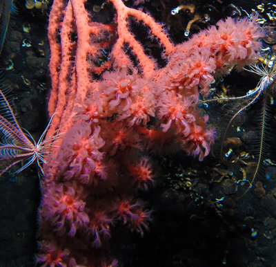 I was shooting with my Canon G1X so macro was out of the question. I wish I brought my Casio as well, the macro life living among the corals was really cool. See the Candy Stripe Shrimp?