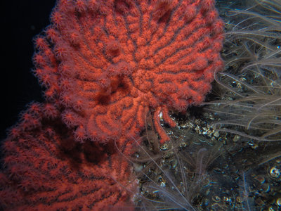 I was concerned that I would find many corals at 150ft. Those concerns were unfounded. They were everywhere!