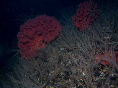 I was so busy looking at the corals, I didn't even see the huge Puget Sound King Crab in the lower right...