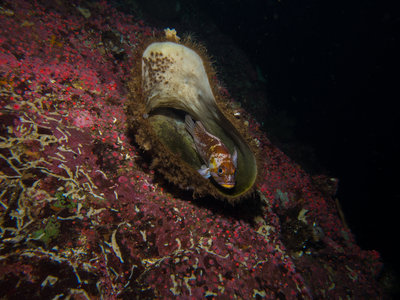 The wall at Mozino Point is covered in Strawberry Anemones and there are tons of Chimney Sponges crawling and swimming with life!