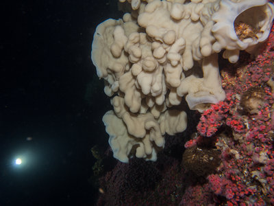 On our third dive, we found all the Cloud Sponges we had been told about!