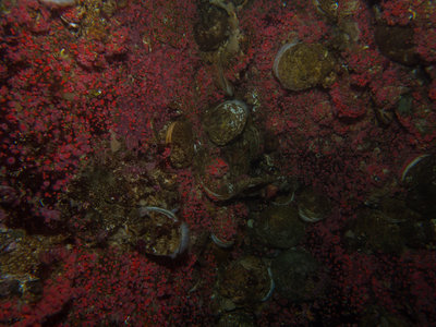 The Strawberry Anemones added so much beauty to the wall and I was amazed at the number and size of the Rock Scallops found there!