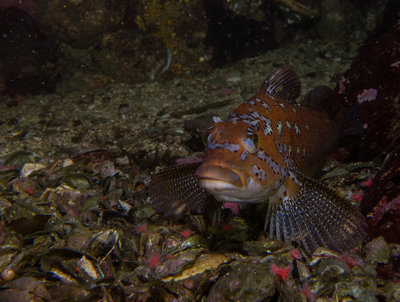 Greenling tend to be shy, but not this one!