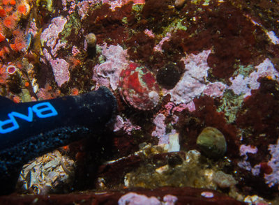 I saw more Pinto Abalone on these dives than I have seen in 10+ years diving in the San Juans...