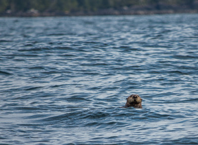 The Sea Otters are a cool little critter. Shy, but curious at the same time.