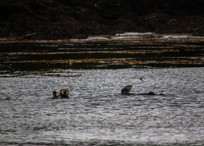 Otters hanging out near a kelp bed that we dove on this weekend.