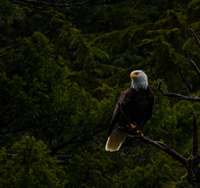 This dude was hanging out above our dive site on our last day. He must have known we had fish...