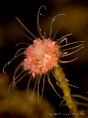 Pink Mouth Hydroid